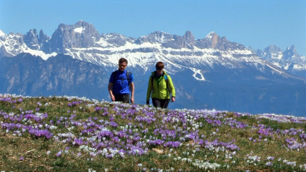 “Stoanernen Mandln” in Krokusblüte