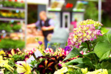 Gartenmarkt Algund