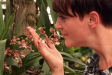 Raffeiner Orchid World