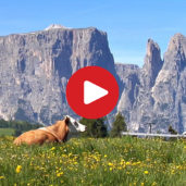 Siusi allo Sciliar
