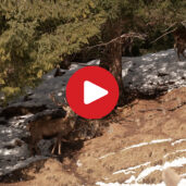 Wildlife Freedom with Respect