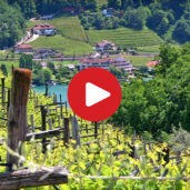 wein.kaltern