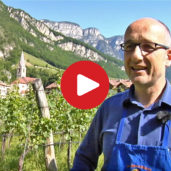 A year in the vineyard
