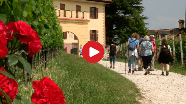 Gewürztraminer Weinwandertag