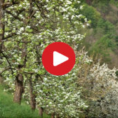 Primavera nel Burgraviato