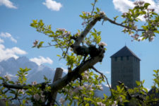 Apple blossom at Tirolo