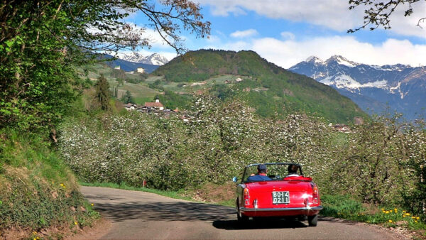 In cabriolet tra i meleti in fiore