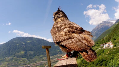 I rapaci di Castel Tirolo