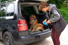 On Holiday with Dogs: Let’s go!
