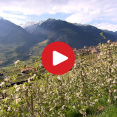 Spring in South Tyrol