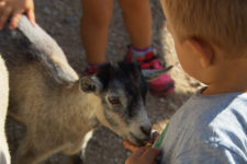 Tierwelt Rainguthof in Gfrill