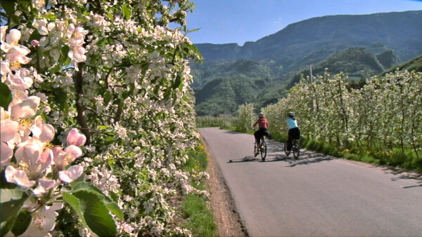Mit dem E-Bike durch die Apfelblüte