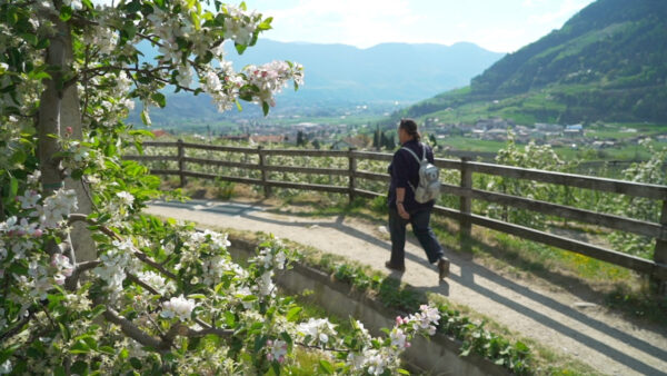 Frühling in Algund